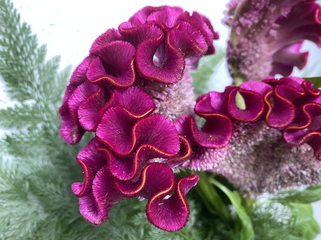 お花と繋がり霊視で【チャット】メッセージを降します 今の悩み、心配事、なんでもお花に聞いて、お答え致します。 イメージ3