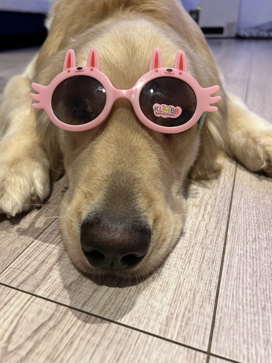愛犬のなんで？をドッグトレーナーが一緒に解決します ドッグライフをより良きものに！ イメージ1
