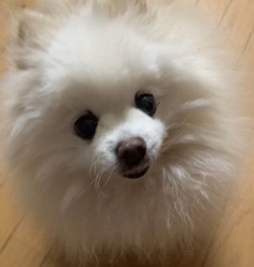 アニマルコミュニケーションいたします 心を込めて大切なペットさんとお話しさせていただきます イメージ1