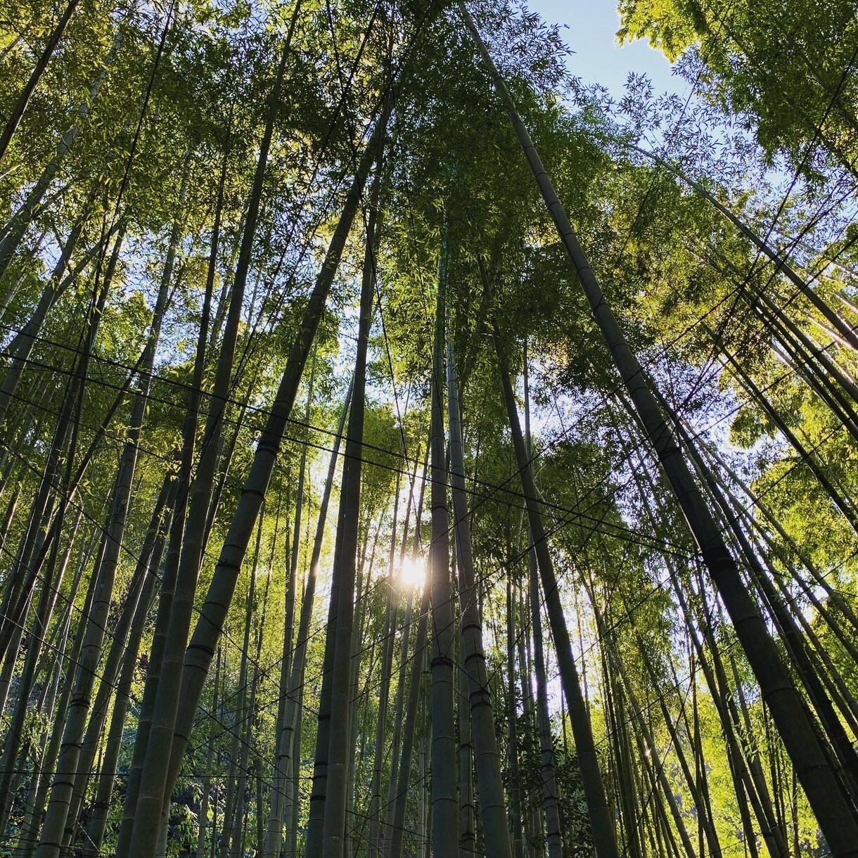 スマホで写真を撮ってます 良い風景様々な瞬間が撮れたらと思ってカメラ構えてます！ イメージ1