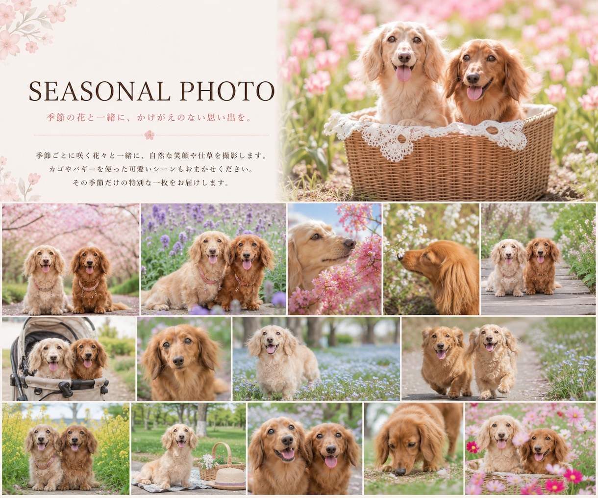 ペット撮影で大切な家族との思い出を写真に残します 犬・猫・小動物・鳥・爬虫類など幅広く対応します。 イメージ4