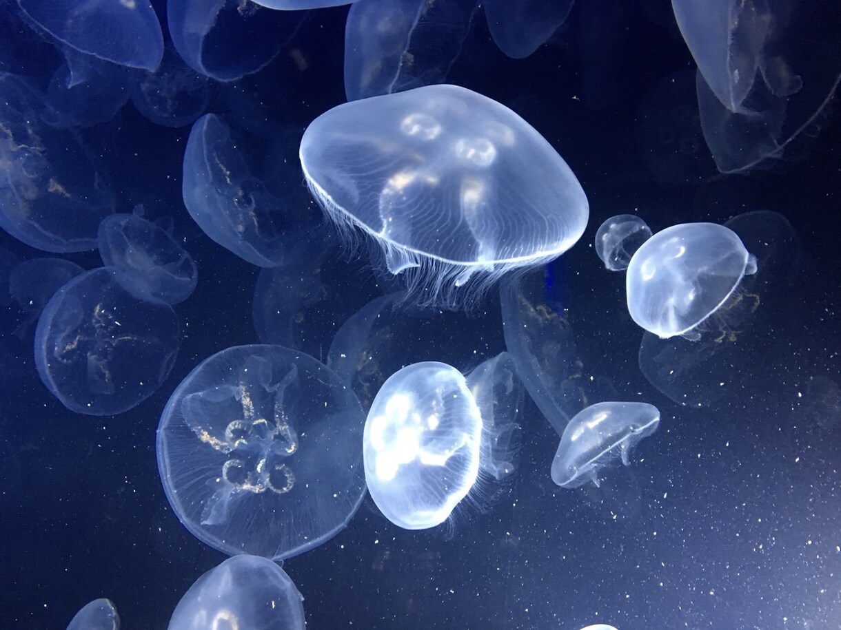 簡易的に占います ちょっとした道標、気になること占います イメージ1