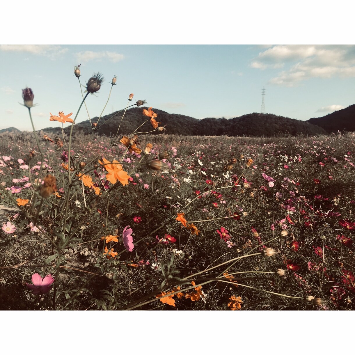 今の彼の気持ちをタロットで占います 毎日彼が気になる貴方へ♡【最短1時間以内でお届け】 イメージ3