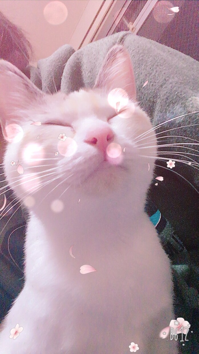 愛猫に好かれる方法教えます 愛猫が大好きだけど、なぜか好かれないあなたへ イメージ1