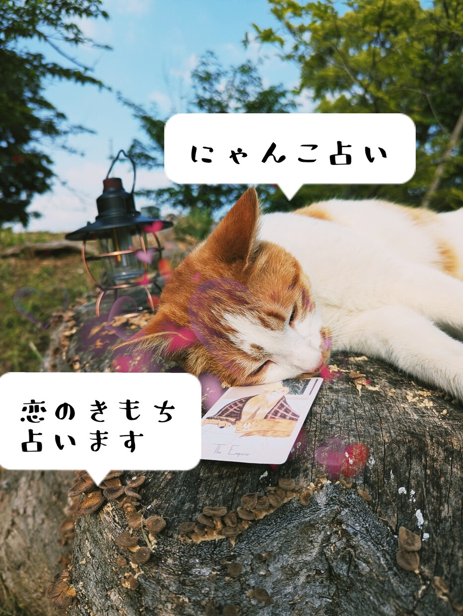 恋に悩んだら…にゃんこが恋のきもちを占います 「あの人はどう思ってるのかにゃ？」猫が伝えるきもち占い イメージ1