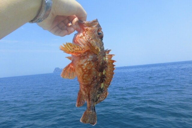 初心者でも仕掛け作れる、釣れる、カサゴ釣り教えます エサ代３００円、釣具購入、仕掛け作りから、釣りまで詳しく解説 イメージ3