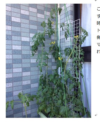 ベランダでの水耕栽培でトマト栽培のお話しをします 水耕栽培に興味があって、実際に挑戦してみたいと思っている方！ イメージ2