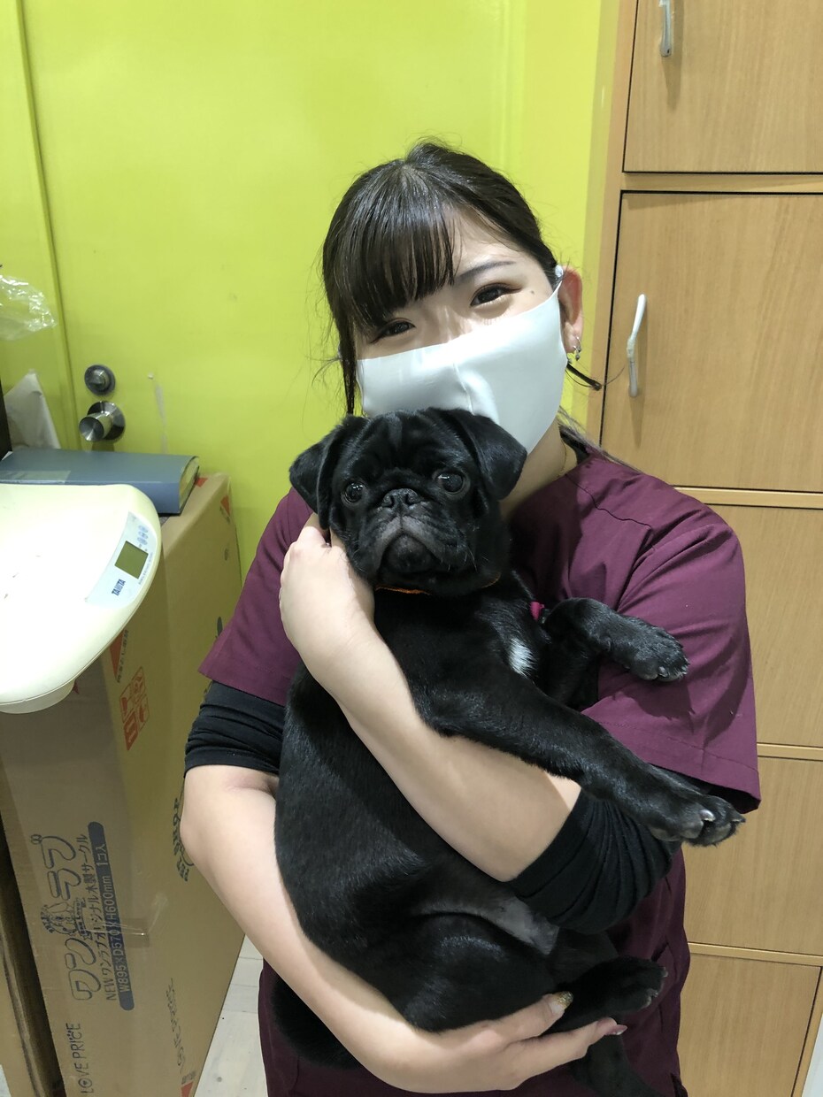 わんちゃんのしつけのご相談承ります 動物専門学校卒業、元動物看護師がしつけ教室します！ イメージ5