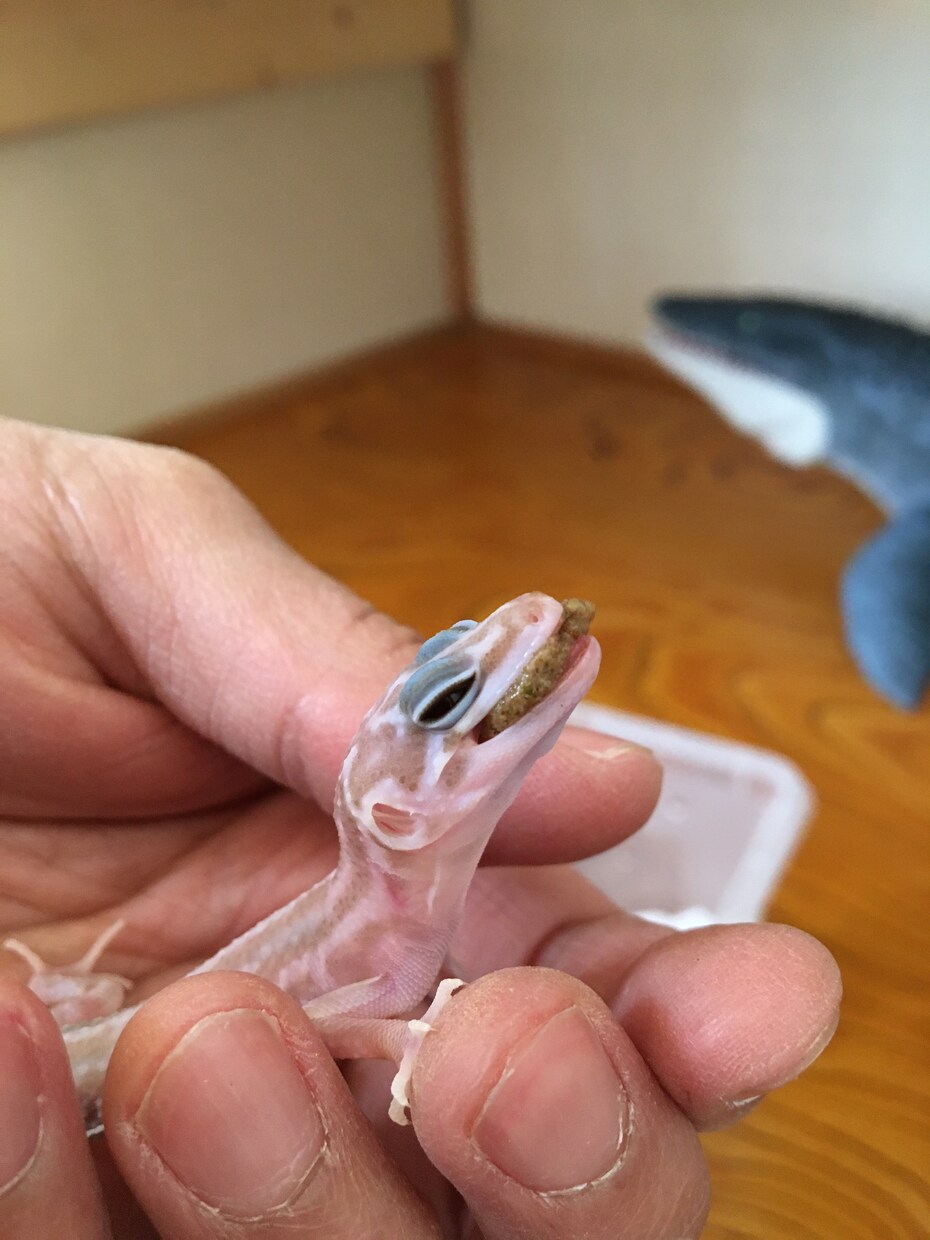 ヒョウモントカゲモドキの飼育、繁殖教えます これから飼いたい！飼ってるけど悩んでいる方へ イメージ1