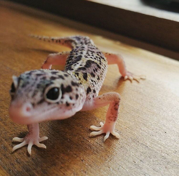 爬虫類、両生類、その他昆虫類の飼育法、相談のります！ イメージ1