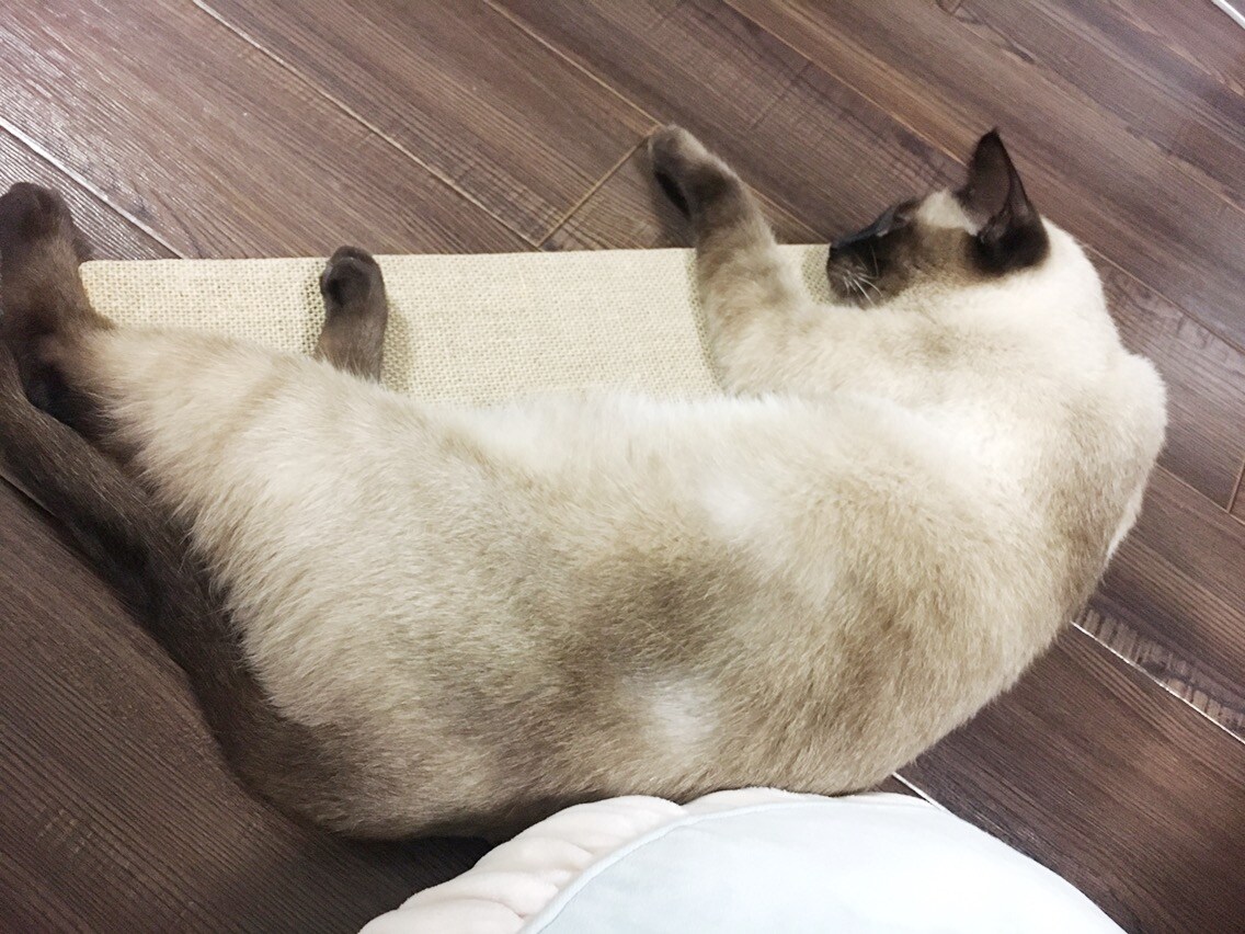 行方不明の猫 家出猫の探し方アドバイスします 愛猫探しを絶対諦めたくない方プロの捜索技伝授します イメージ3