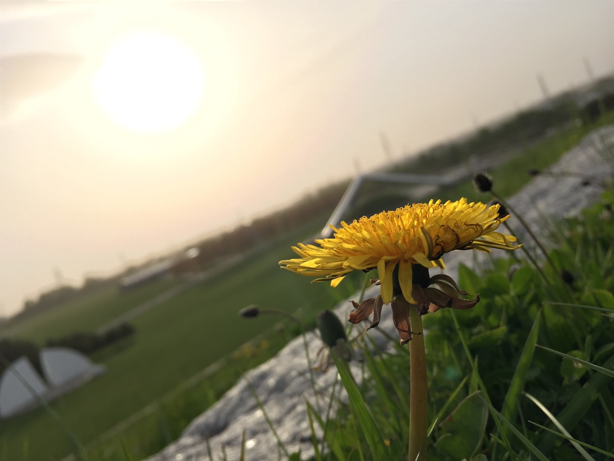 草木や花、空などの風景写真を提供します iPhoneで撮影！絵になる写真を撮ります。 イメージ2