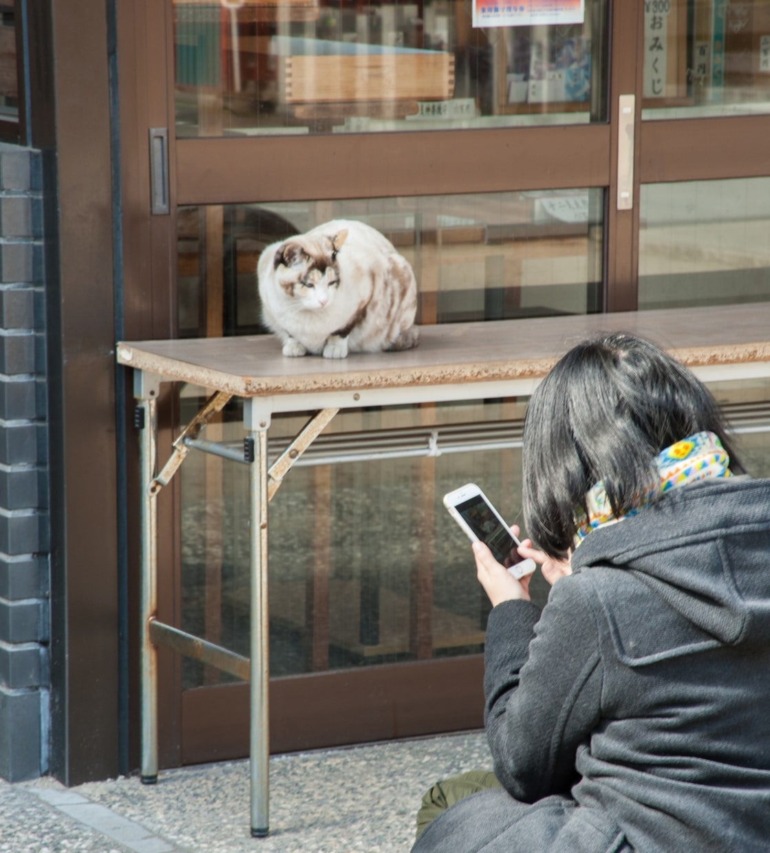 ネコのかわいさ、飼えない寂しさ語り合えます 猫愛爆発してるけど分かり合える人がいない！どうぞ語って下さい イメージ2