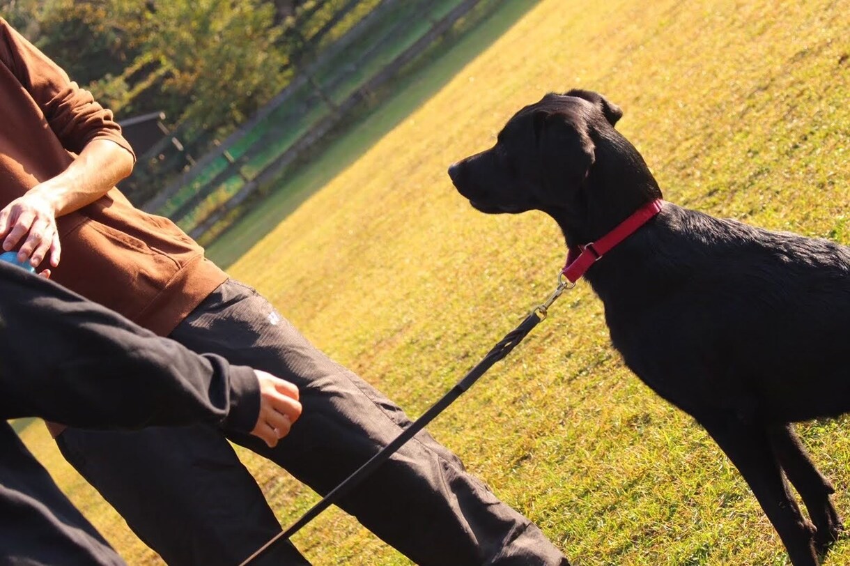 子犬のしつけ、何から始めるか教えます 現役ドッグトレーナーが子犬のしつけ方をお伝えします イメージ1