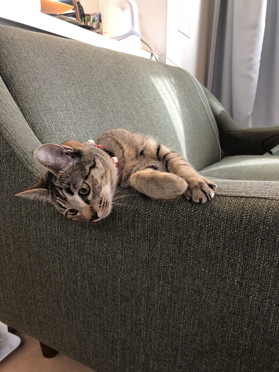 可愛い猫ちゃんの写真提供します 著作権不要の猫ちゃんの写真が欲しい方必見です。 イメージ4