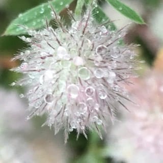 フラワーエッセンスについての講座を開催します お花や自然界の力はとても凄いですよ イメージ4