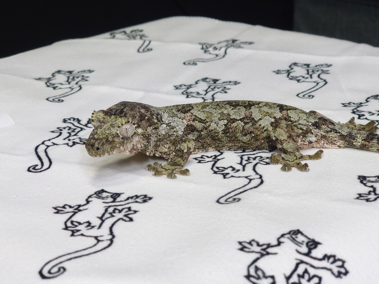 爬虫類・両生類の飼育や器材の購入アドバイスします アクアリウム系含め飼育・繁殖経験30年。初心者大歓迎。 イメージ3