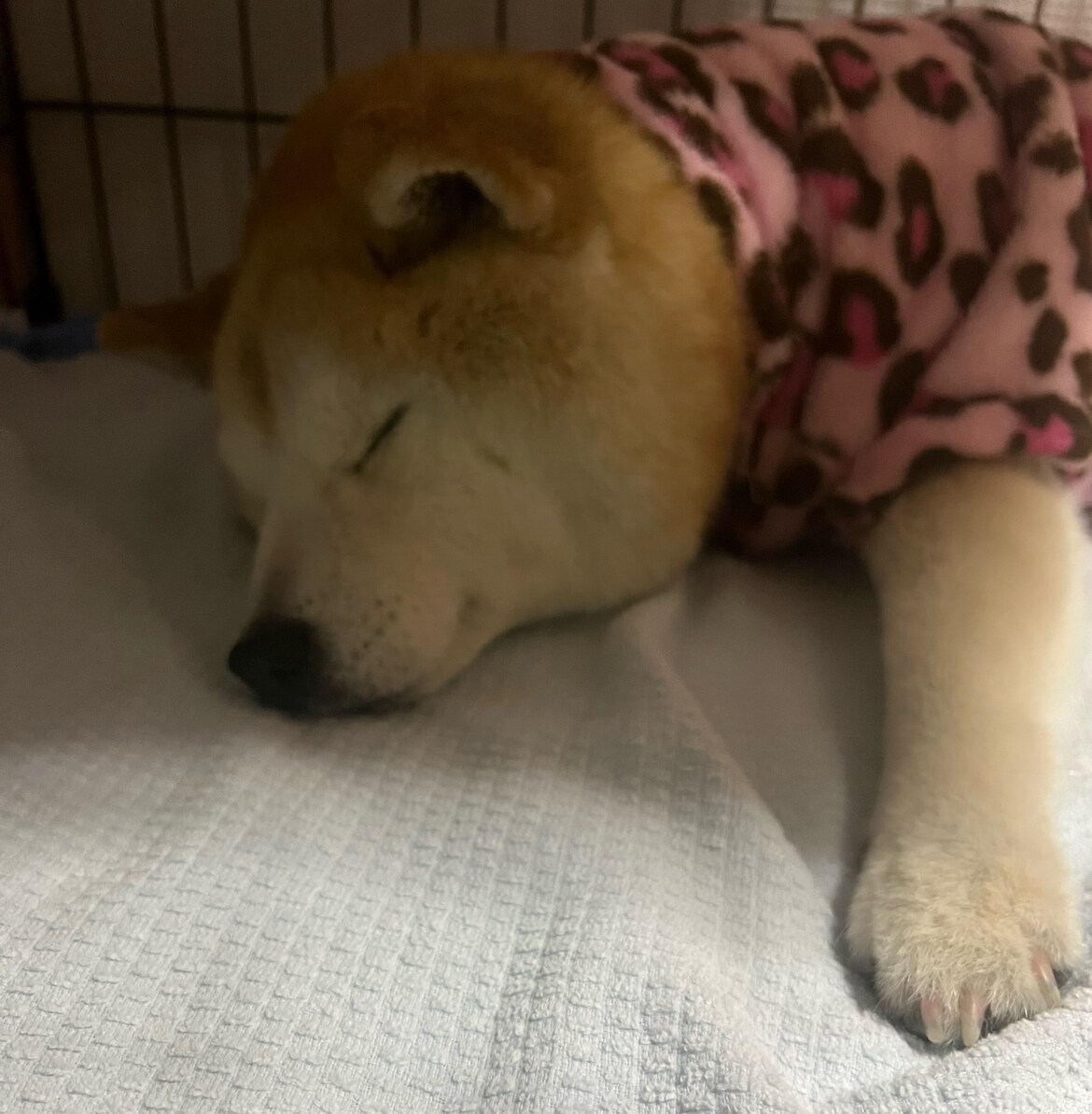 ペット介護、ペットロスのお話聞きます 2年半の老犬介護経験を活かしてあなたのこころに寄り添います。 イメージ1