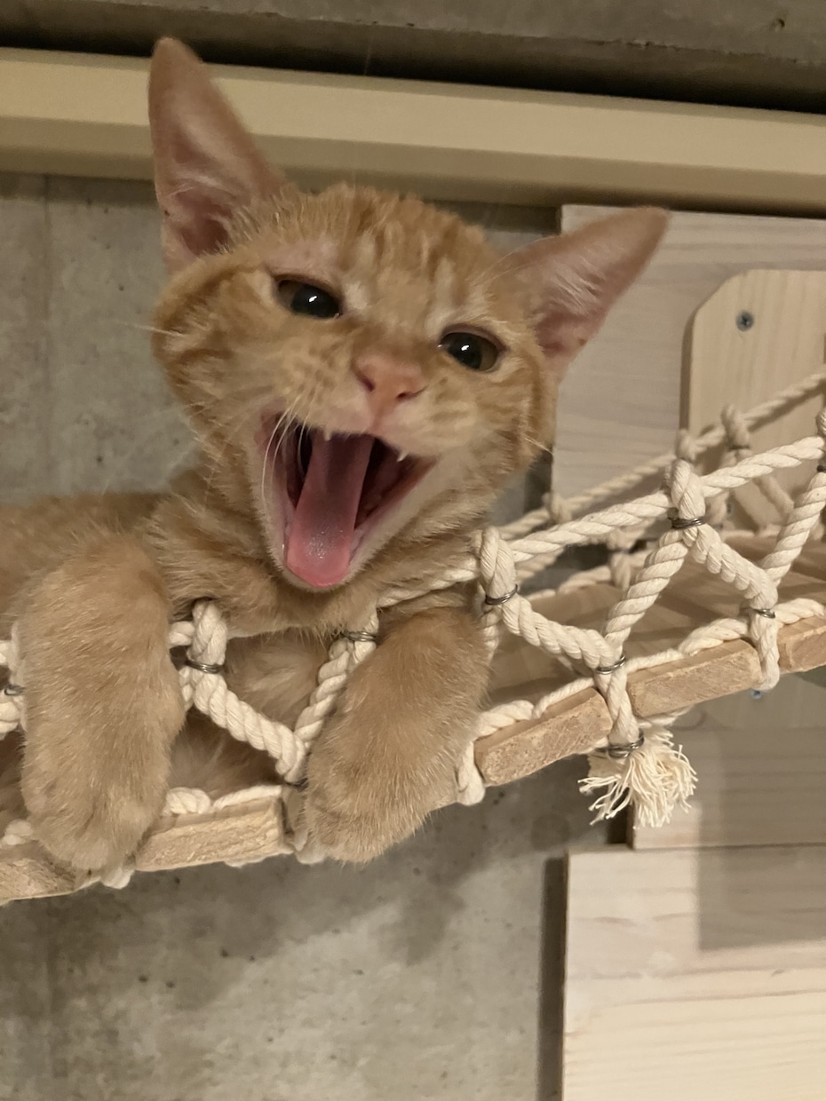 うちの子がいちばん！愛猫の自慢話聞きます 愛猫とのエピソード、特技、猫愛なんでもお話しください♪ イメージ3
