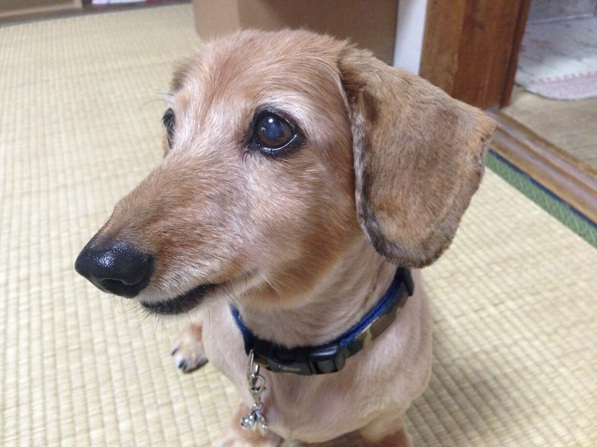 亡くなった大好きな愛犬の3Dフィギュア作ります 写真1枚からok！お洋服も再現♪ イメージ3