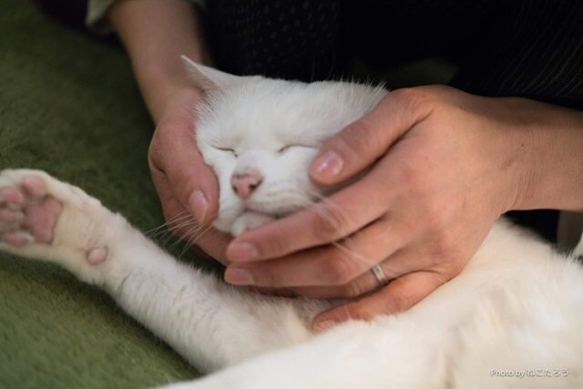 ペットちゃんのお話聞きます ペットちゃんとのより良い関係を築くサポートをします♫ イメージ1