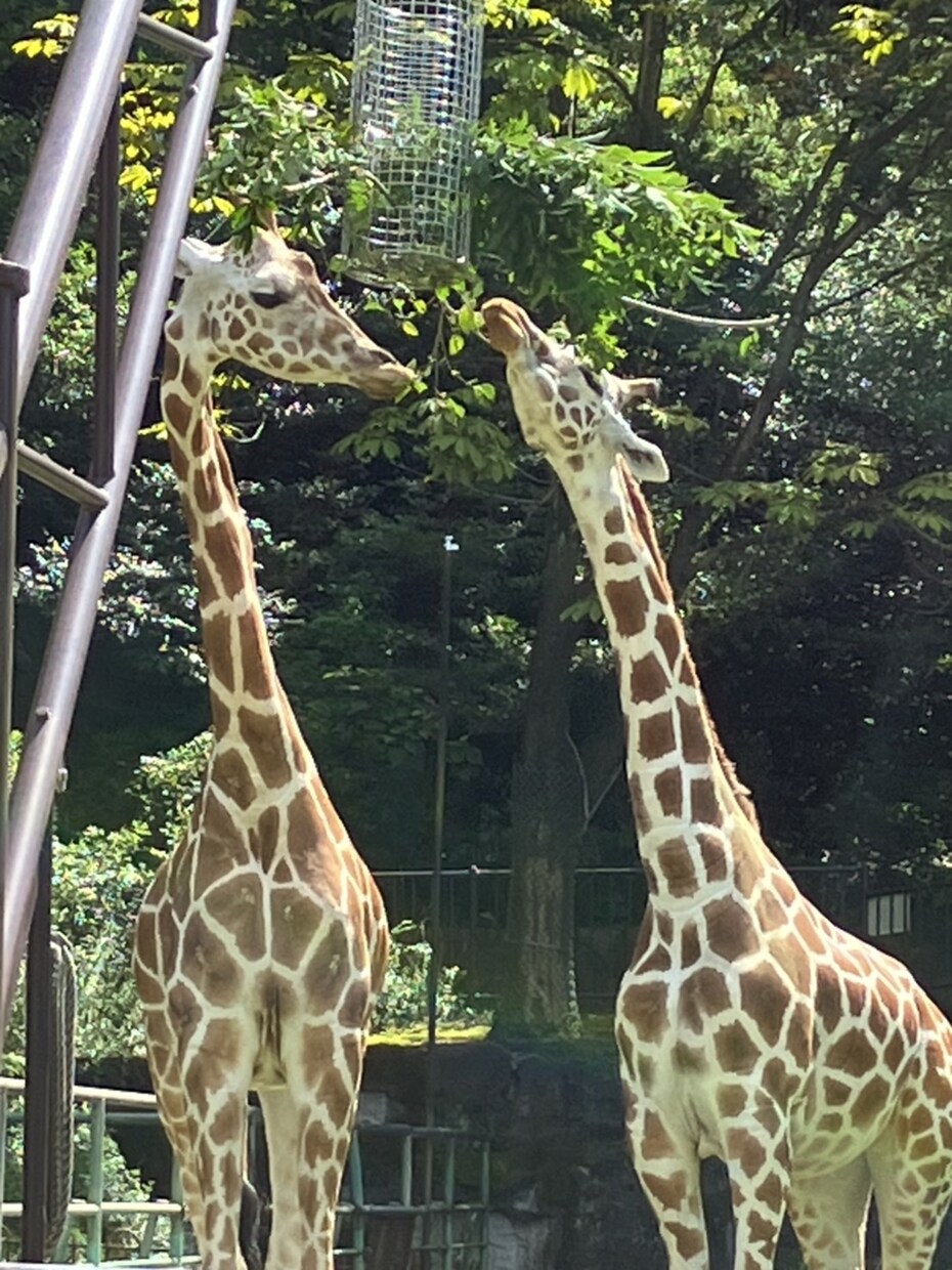 可愛い動物を見て癒やされます あなた用可愛い動物写真を提供します。 イメージ7
