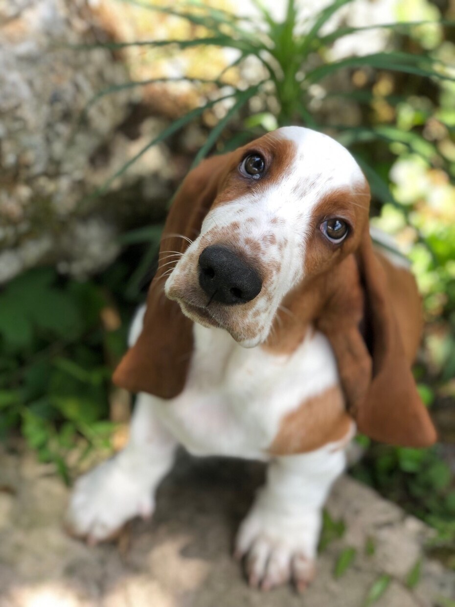 犬に関する相談を承ります 愛犬の悩み、しつけ、手入れなどのお悩み伺います。 イメージ2