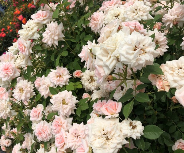 1分からOK～　あなたのお話を聞かせていただきます お悩み相談/愚痴/話し相手/鬱/パワハラなど　何でもOK☘️ イメージ8