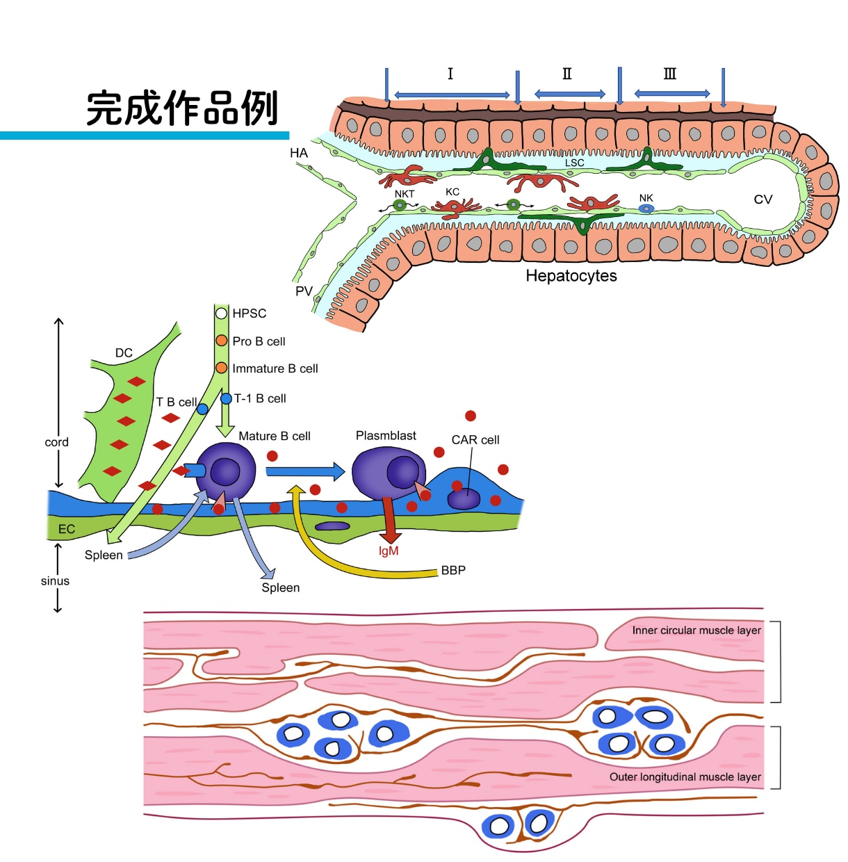 研究図・論文図・サイエンスイラストを作成します 医学・科学の模式図、シェーマ、学会用図版にも対応 イメージ7