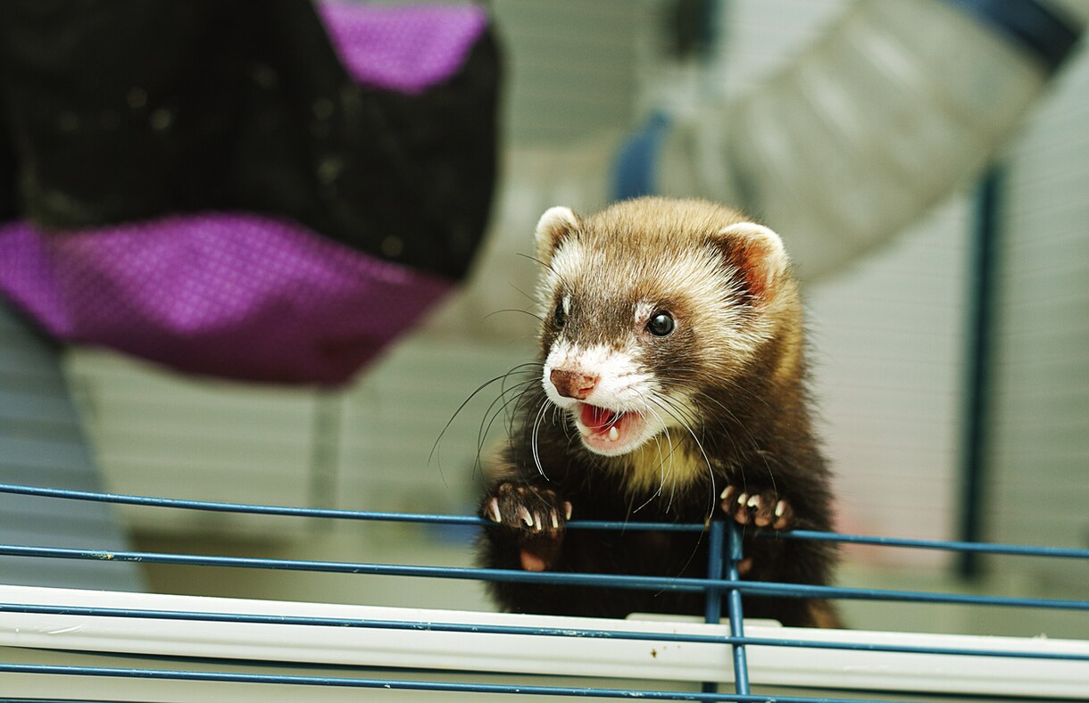 一人暮らしで飼えるペットを教えます 日々の生活を豊かで快適なものにする為に イメージ2