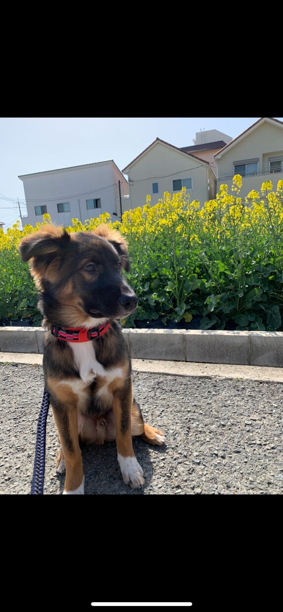 愛犬愛猫の素朴な疑問から病気の悩み相談聞きますます 元動物看護師が伝える動物さんたちのお悩み相談 イメージ1