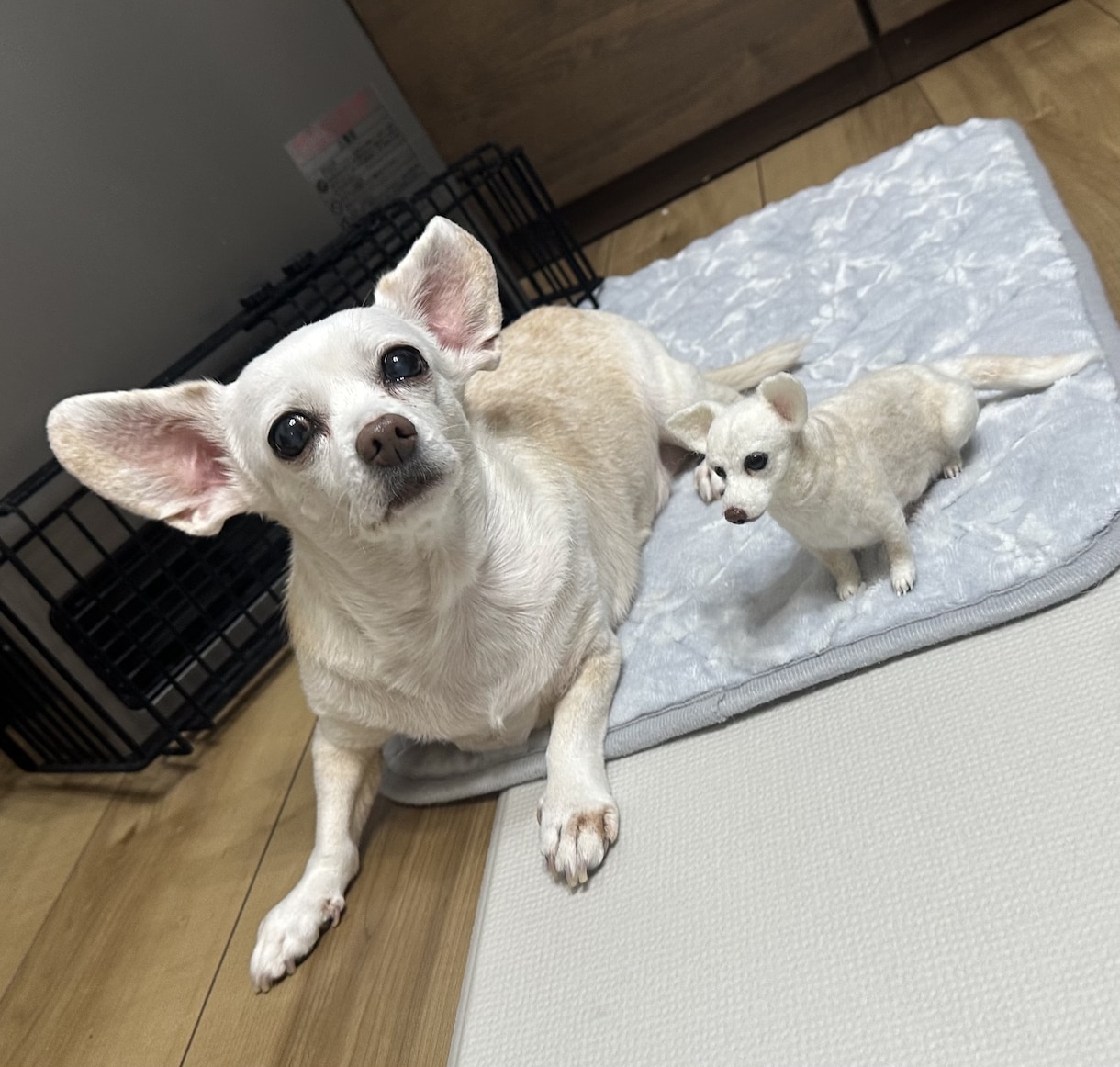 大切な愛犬さんをお作りします うちのコ羊毛フェルトワンコオーダー イメージ9