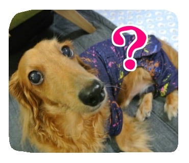 ペットのラインスタンプ（8個）お作りします ペットが大好きな方にオススメ！ イメージ2
