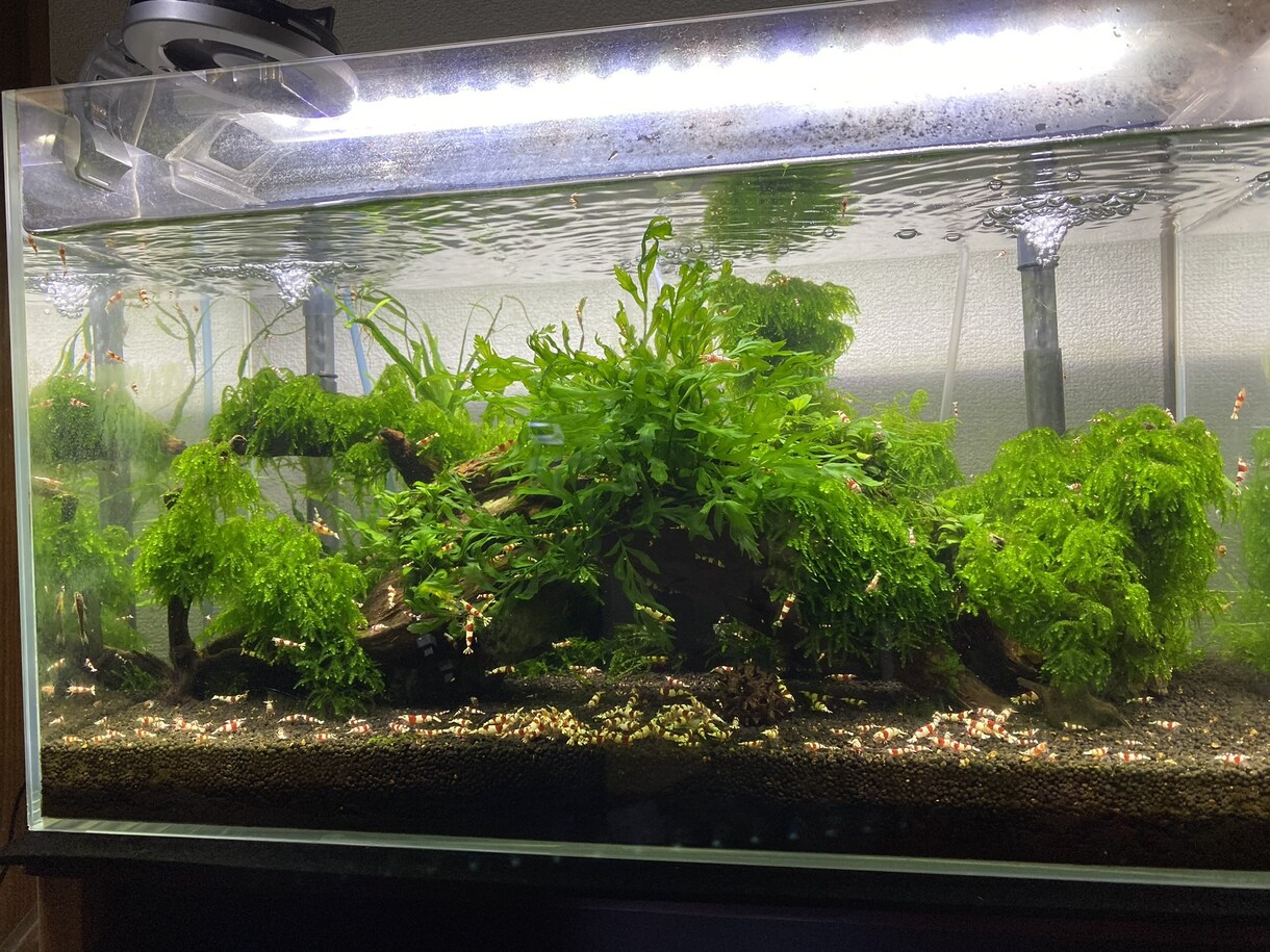 熱帯魚や海水魚 水草水槽の作成維持等教えます 美しい水草水槽や飼育全般に関して イメージ7