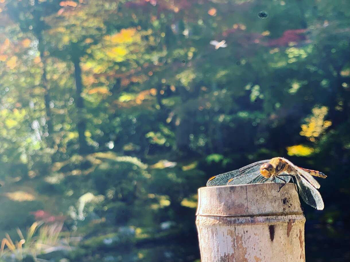 安く.様々なジャンルのブログ記事作成します 安く.早くをモットーにしています。 イメージ1