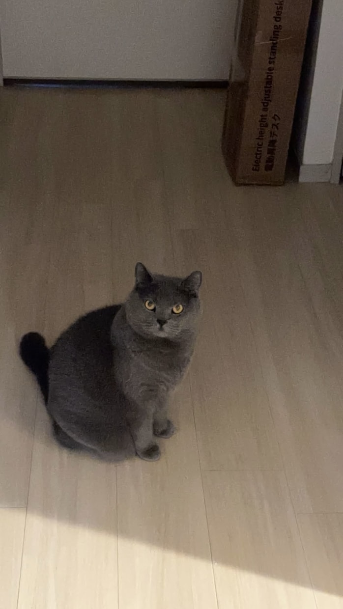 猫探偵のプロが迷子猫・脱走猫の相談に乗ります 捜索100件+の現場から、今どこをどう探すかをお伝えします イメージ4
