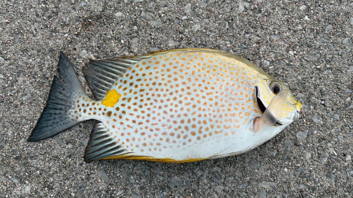 あなたのフカセ釣りを一から丁寧に考えます 周りに聞ける人、いなくても大丈夫。最適な方法を考えます！ イメージ3