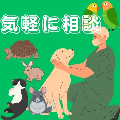 様々なペットの飼育や病気について相談に乗ります 犬猫は勿論、ハムスター等や鳥、爬虫類・両生類も対応可能です！ イメージ1