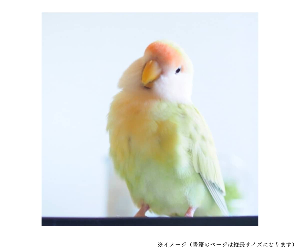 Amazon写真集出版をトータルサポートします 電子書籍・ペーパーバック・表紙をお任せ！特別パーソナルプラン イメージ5