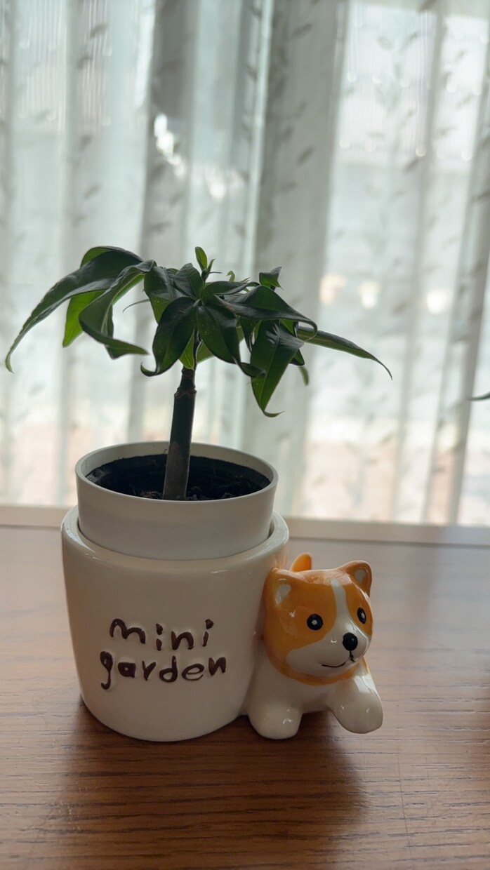 開運植物×風水で金運部屋に変身！します かわいく飾って♡お金と一緒に幸せも舞いこむお部屋つくり イメージ2