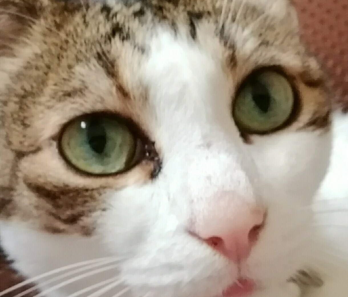 迷い猫　実際に帰って来た時の方法教えます 何らかの事故で愛猫を見失ってしまった方へのアドバイス イメージ1