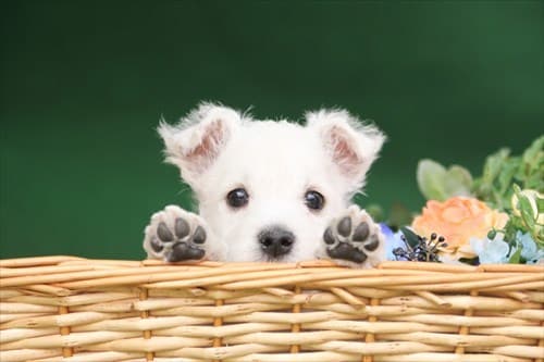 ペットの気持ち、お伝えします 大切なペットと飼い主さんの橋渡しをします。 イメージ3