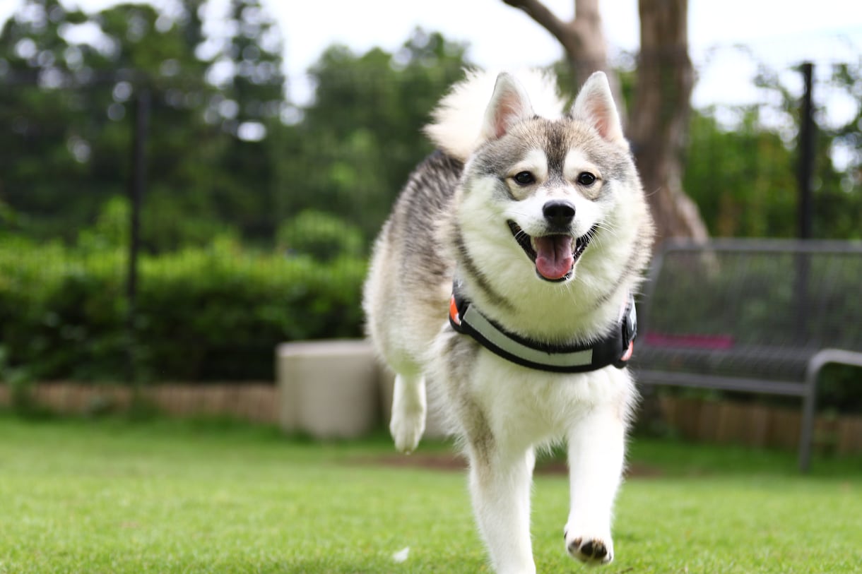 愛犬といつも一緒♪フレンチ風にイラスト作成します それぞれベストショットを組み合わせて可愛く描きます！ イメージ10