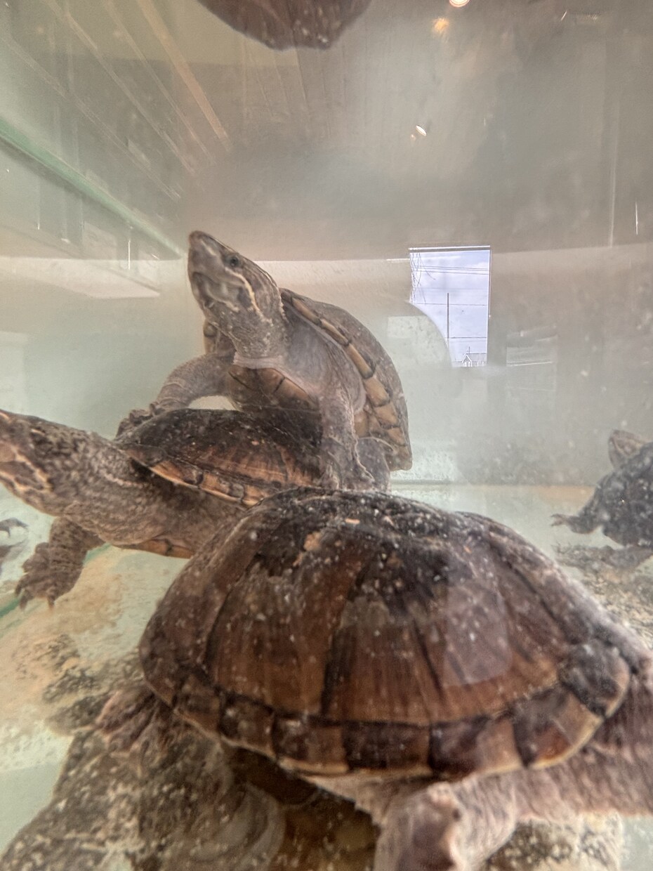 爬虫類コンサルタント承ります 爬虫類飼育の扉を開こう！！一緒に悩みましょう！ イメージ3