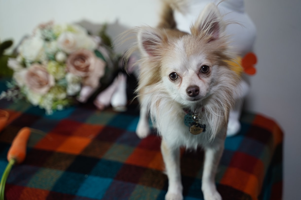 愛犬・愛猫、ペットの思い出を残します 綺麗に可愛くカッコよく、大事な家族を残します。 イメージ2