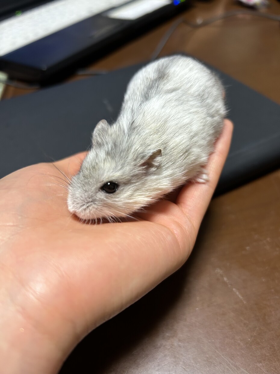 大切な家族ペットの【気持ち】を鑑定します ペットちゃんが本当に伝えたい“想い”をお届けします イメージ6