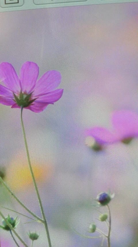 心が辛い方にカウンセリングします 今まで、いろいろな方をみてきました。あなたの灯になります。 イメージ1
