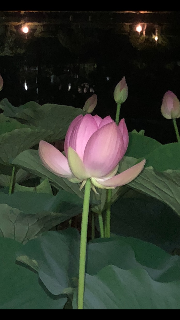 傷付いたインナーチャイルドを癒し未来を明るくします 両親からの呪縛…インナーチャイルドを癒し潜在意識にアプローチ イメージ9