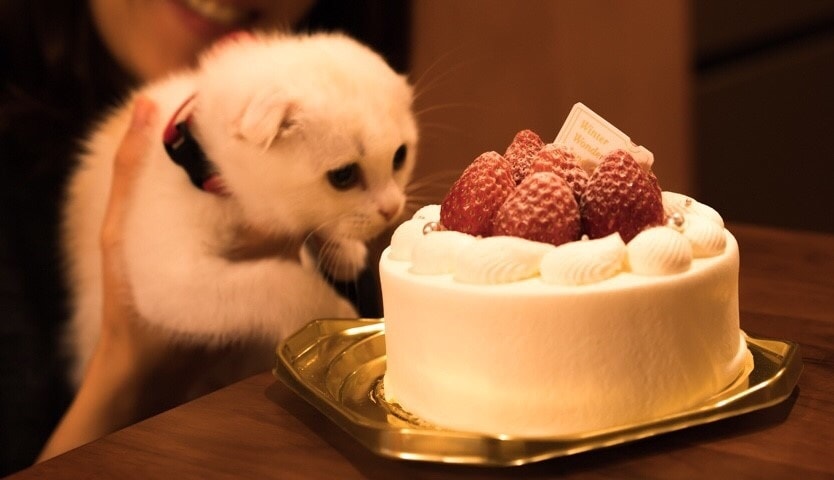 これって病気？獣医師がペットのお悩み解決します ワンちゃん・ネコちゃんに関するお悩みご相談ください。 イメージ2