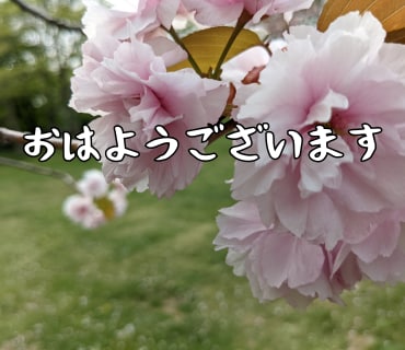 桜の写真LINEスタンプ作ります 文字変更OKやさしい桜スタンプ イメージ4
